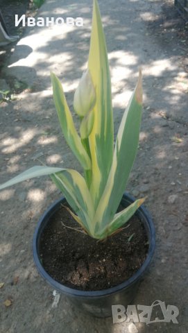 Вариегатна Перуника - Ирис, снимка 2 - Градински цветя и растения - 32796855