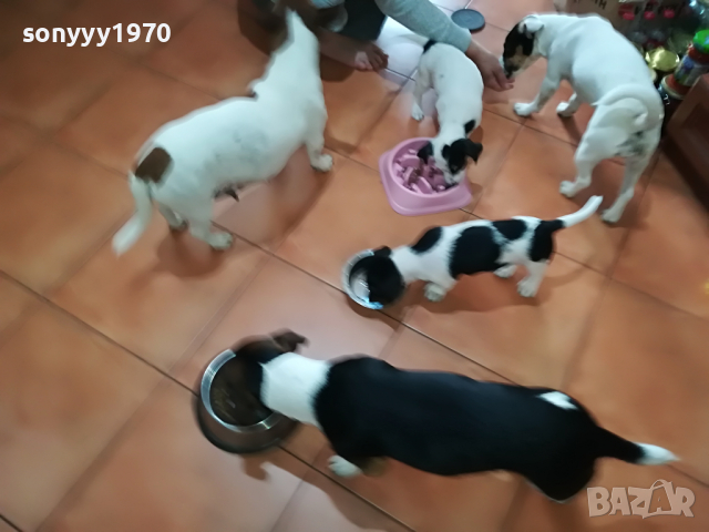 ДЖАКОВЕ ОТ МАИКАТА ДИРЕКТНО 1704221318, снимка 6 - Джак ръсел териер - 36483101