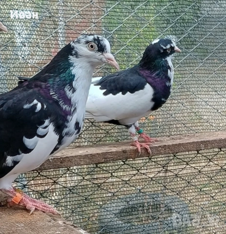 Гълъби на глас, снимка 4 - Гълъби - 53375211