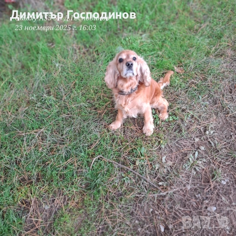 Мъжки кокер за разплод Стара Загора , снимка 3 - Шпаньоли - 52513048