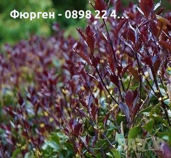 Османтус - osmanthus purpureus, снимка 3 - Разсади - 43887698