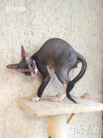 Донски Сфинкс момченце с родословие, снимка 4 - Сфинксове - 52320501