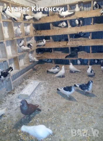 ПАЗАРДЖИШКИ ВИСОКО ЛЕТЦИ ЗА ДЪЛГОТРАЕН ВИСОК ПОЛЕТ, снимка 10 - Гълъби - 26511341