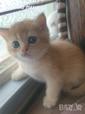 Шотландски котета златна чинчила, снимка 9 - Чинчили - 52030122