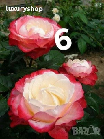 Корени готови за засаждане ” Черна Роза”, " Нефрит ", " Дъгова " внос Холандия, сертифицирани, снимка 3 - Градински цветя и растения - 32796152