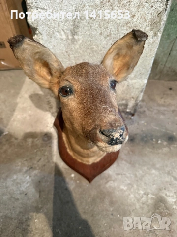 Продавам препариран сръндак