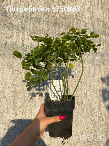 🌹 РОЗА 🌹 Larissa® rose 🌹, снимка 6 - Градински цветя и растения - 51138616