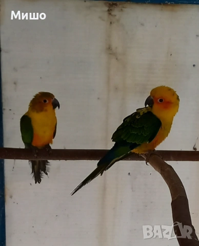 Продавам чифт Слънчеви Аратинги на 1 година, снимка 3 - Папагали - 53066304