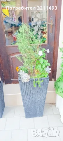 Продавам чашкодрян, салвия, алое,чемшир ,делосперма, снимка 6 - Градински цветя и растения - 34722969