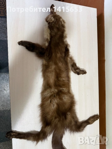 Продавам препарирана кожа белка, пор, снимка 2 - Други ценни предмети - 53075239