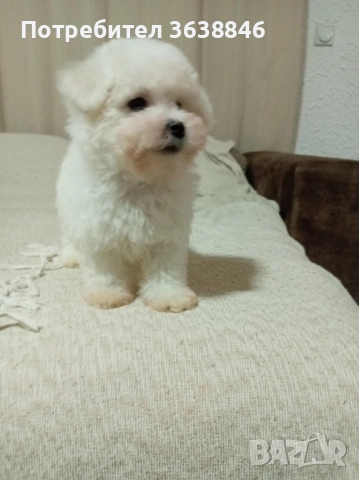 Бишон фризе , снимка 2 - Болонка - 51927984
