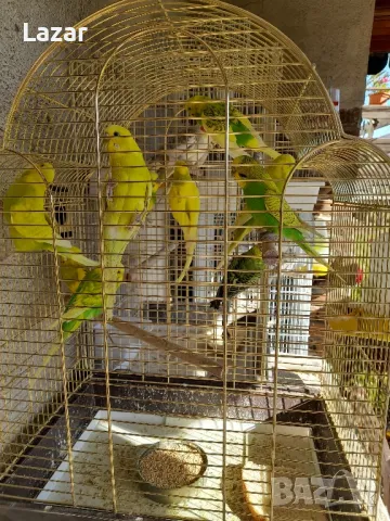 Вълнисти Папагали