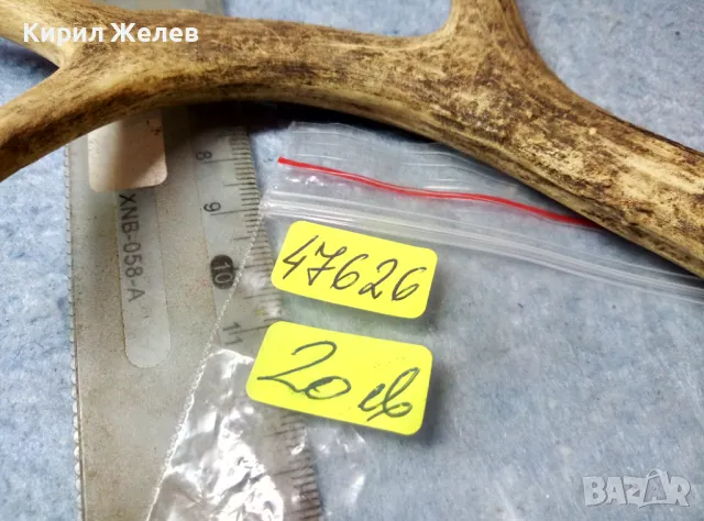 СТАР МАЛЪК ЕЛЕНОВ РОГ За КОЛЕКЦИЯ ЛОВНА ХИЖА ТЕМАТИЧЕН ИНТЕРИОР ДРЪЖКА За НОЖ 47626, снимка 8 - Други ценни предмети - 47562352