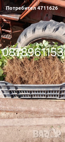 Разсад ягоди и малини , снимка 15 - Разсади - 53133393