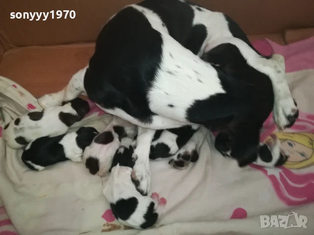 ДЖАК РЪСЕЛ БЕБЕТА-РОДЕНИ 11.08.25г 1208250705, снимка 16 - Джак ръсел териер - 51335235