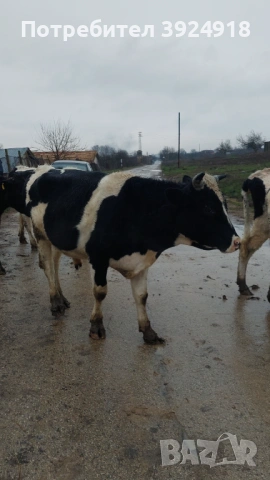 Продавам мъжко теле 550 600кг , снимка 6 - Крави - 52837308