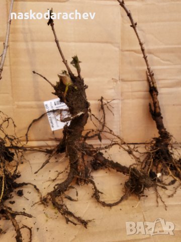 Черен дървовиден бъз, Свирчовина (Sambucus nigra) за имунната система на гол корен , снимка 6 - Разсади - 39107473