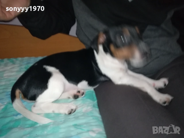 СЛАДКА КУКЛА ДЖАК РЪСЕЛ-0311250521, снимка 4 - Джак ръсел териер - 52269517