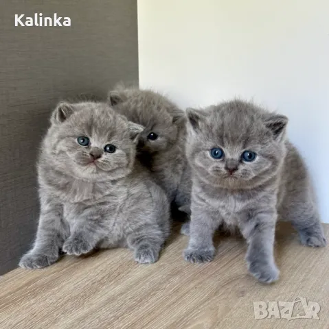 Чистокръвни сини британчета, снимка 8 - Британска късокосместа - 49778535