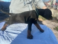 Доберманчета с родословни родители !, снимка 3