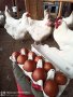 Яйца за люпене от бял маран 