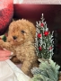 Пудел той момченце , снимка 1