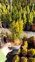 Туя Златен Смарагд, Thuja Occidentalis Golden Smaragd, снимка 14