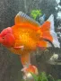 Оранди златна рибка, снимка 3