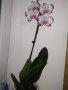 Орхидея magic art, снимка 4