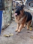 Немски овчарки , снимка 3