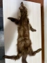 Продавам препарирана кожа белка, пор, снимка 2