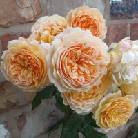 Роза 46, снимка 2 - Градински цветя и растения - 36816726