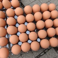Изкуствени пластмасови яйца за кокошки тежки, снимка 7 - За птици - 40032040