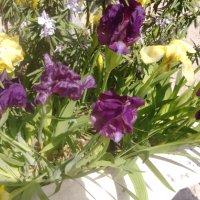 Продавам цветя Ириси, ниски, жълти и тъмно сини, снимка 7 - Разсади - 36896575
