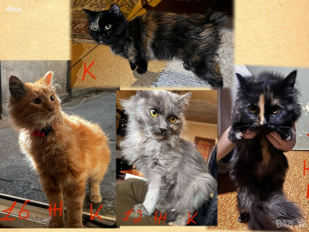 Спешно - Приемен / Постоянен дом за Домашни котки , снимка 1