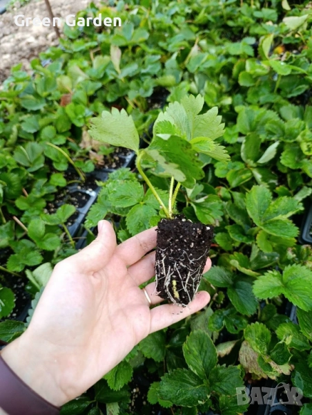 Ягоди Априка 0.80лв, снимка 1