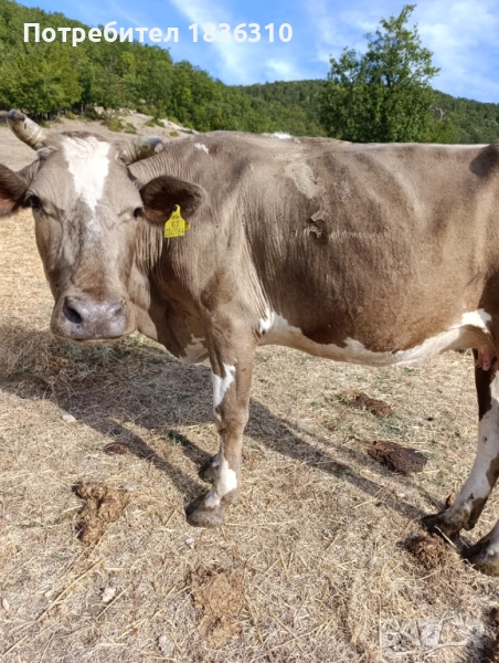 Крава, снимка 1