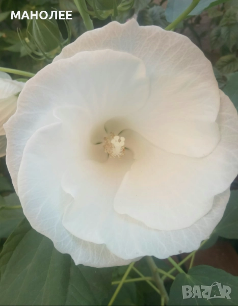 Градински  хибискус -студоустойчив - бял, снимка 1