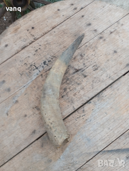 рог от бивол, снимка 1