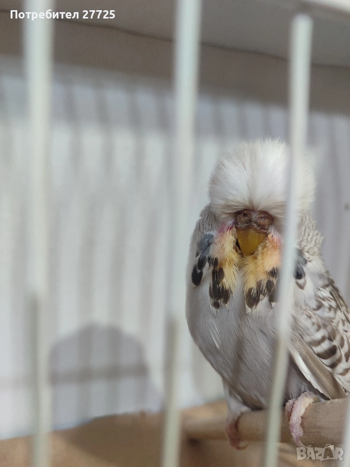 Изложбени папагали , снимка 1