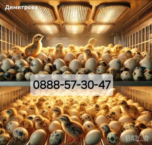 Пъдпъдъци, снимка 1