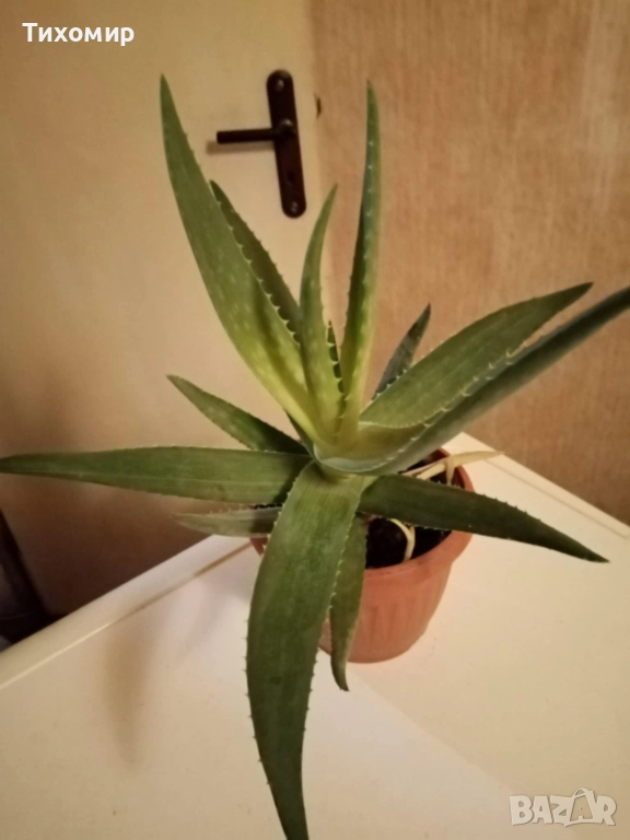 Цвете алое вера в саксия, снимка 1