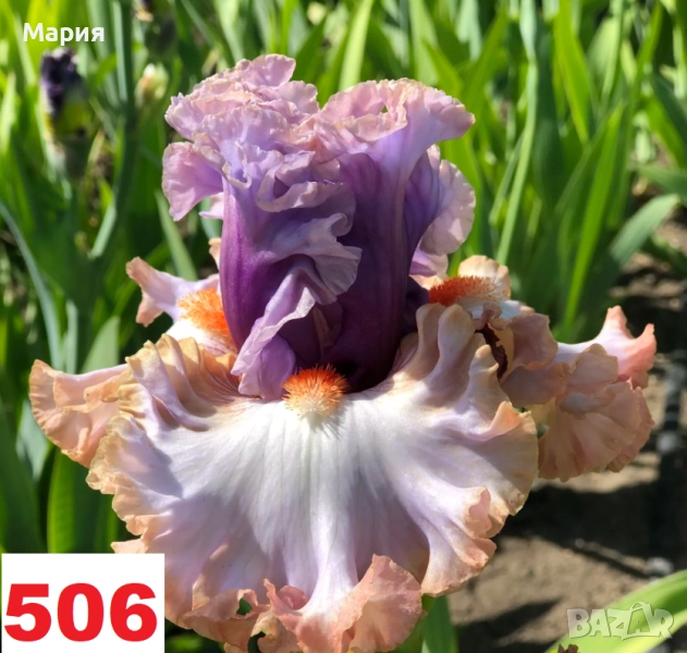 Сортови вискоки ириси /брадати ириси, снимка 1