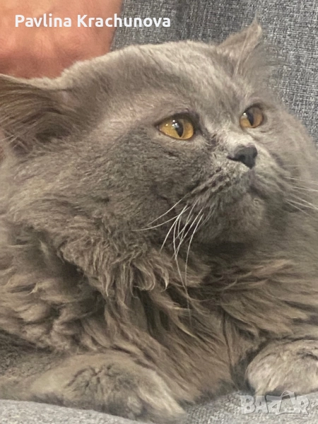 Британец дългокосмест, снимка 1