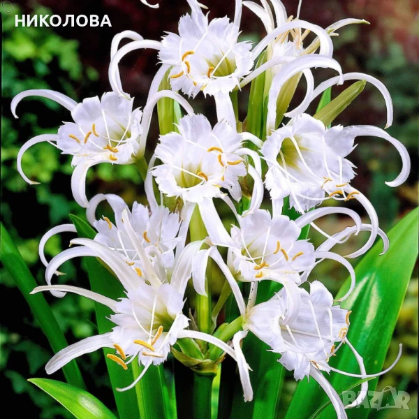 ХИМЕНОКАЛИС, снимка 1