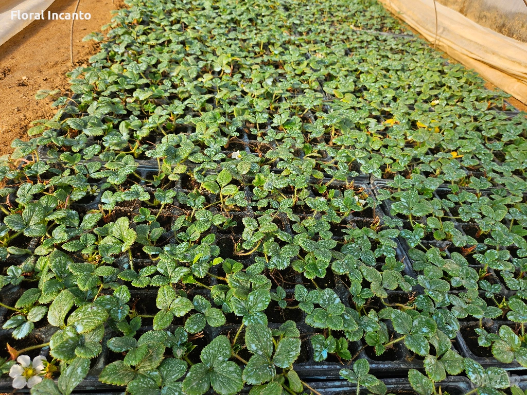 🍓Многогодишни ягоди Селва🍓, снимка 1