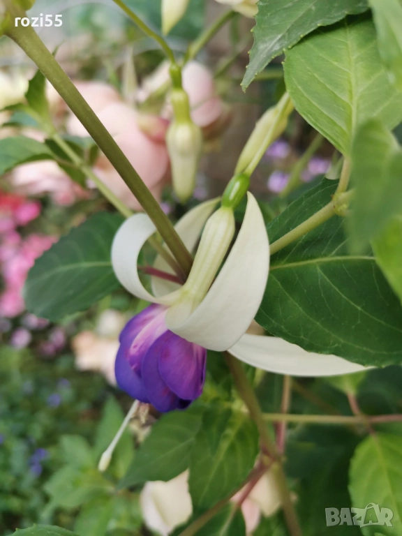 Не вкоренени резници от градинска фуксия, снимка 1