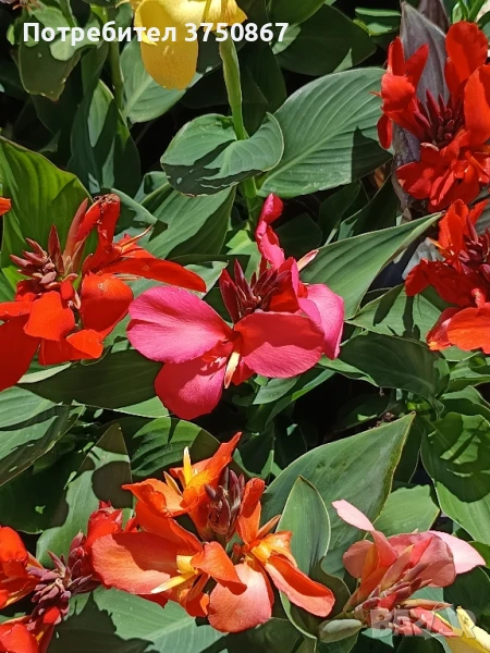 💞🌺💞 Canna CANNOVA / Кана 💞🌺💞, снимка 1