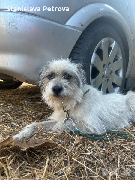 Подарявам кученце, снимка 1