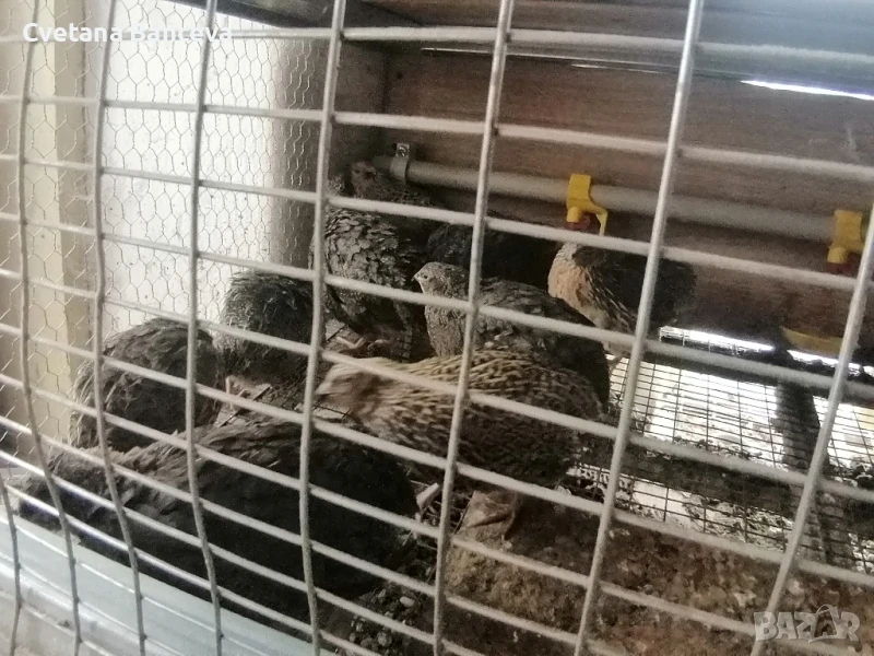 пъдпъдъци  , снимка 1